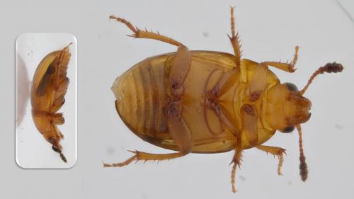 Réf. 257 714 : Leiodes sp.